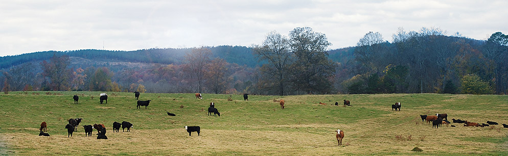 Cows at pasture (photo)