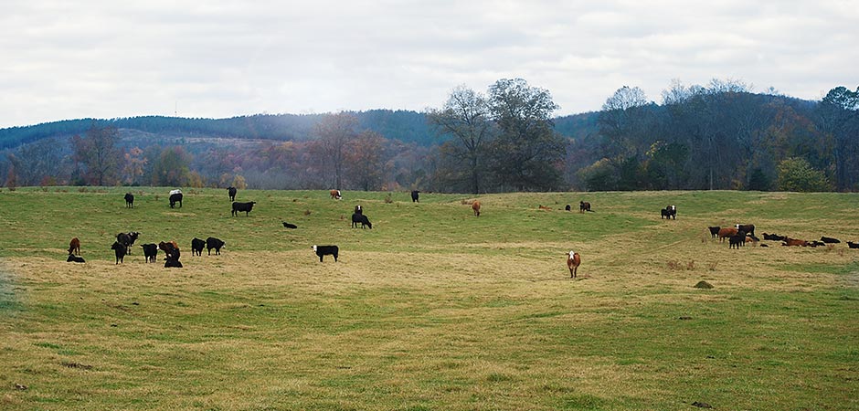 Cows at pasture (photo)