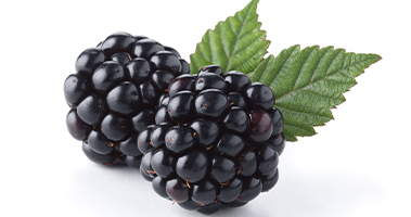 Blackberries (Photo)