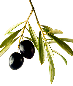 Olives (Photo)